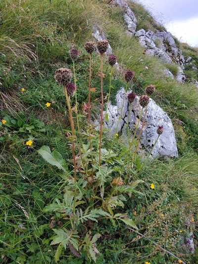Centaurea kotschyana, photographed by xulescu_g