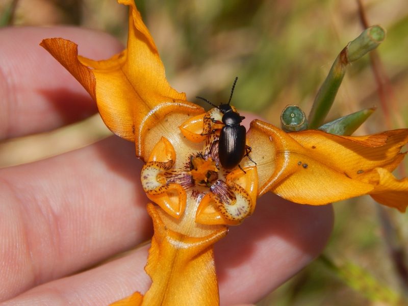 Cypella fucata, photographed by Joselin Listur
