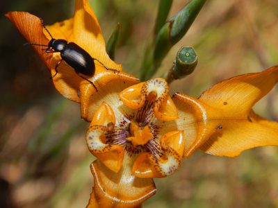 Cypella fucata, photographed by Joselin Listur