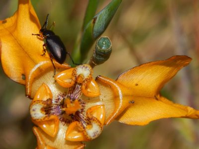 Cypella fucata, photographed by Joselin Listur
