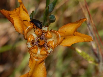 Cypella fucata, photographed by Joselin Listur