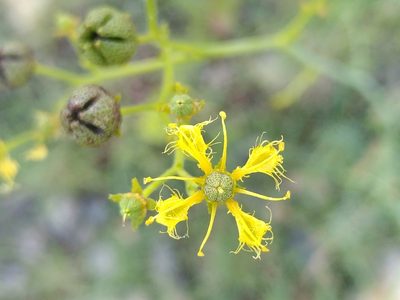 Ruta angustifolia, photographed by Yves Bas