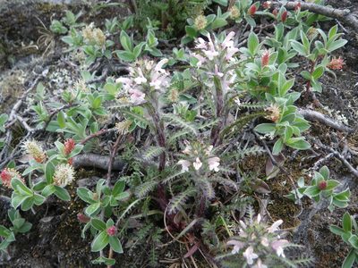 Pedicularis hirsuta, photographed by Chris Yesson
