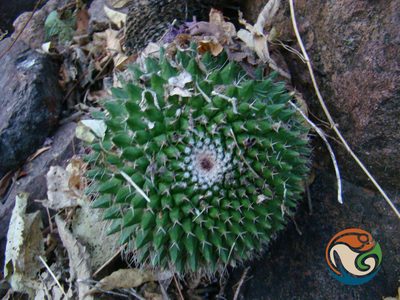 Mammillaria polyedra, photographed by Eugenio Padilla