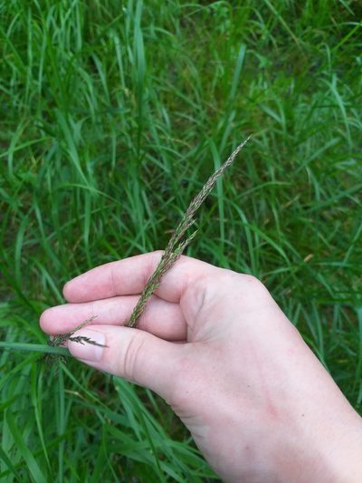 Calamagrostis canescens, photographed by Dmitriy Bochkov