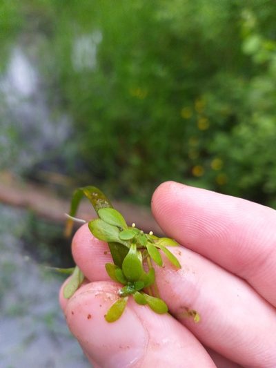 Callitriche cophocarpa, photographed by Dmitriy Bochkov