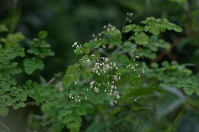 Thalictrum foliolosum, photographed by Ramnarayan K