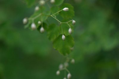 Thalictrum foliolosum, photographed by Ramnarayan K