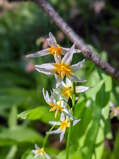 Erythronium purpurascens, photographed by My-Lan Le