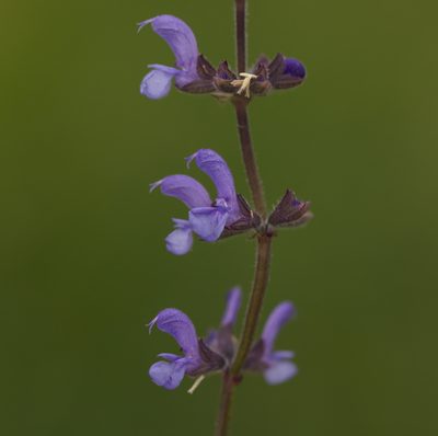 Salvia dumetorum, photographed by Вячеслав Юсупов
