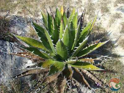 Agave convallis, photographed by Eugenio Padilla