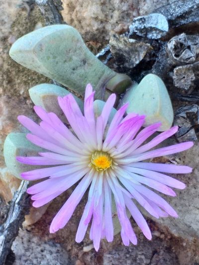Cerochlamys pachyphylla, photographed by kevin koen