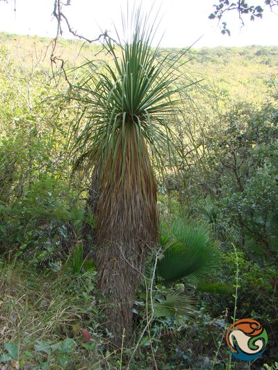 Nolina parviflora, photographed by Eugenio Padilla