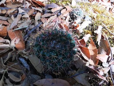 Mammillaria melanocentra, photographed by Luis Fuentes Castillo