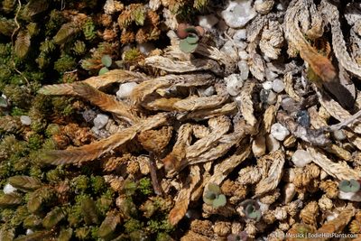 Selaginella watsonii, photographed by Tim Messick