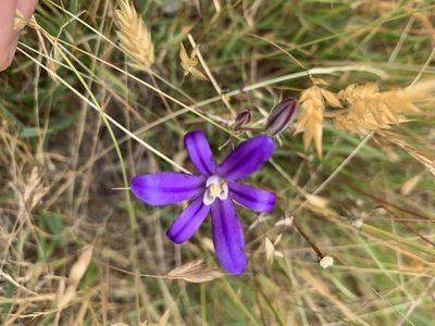 Brodiaea coronaria, photographed by Alina Fisher