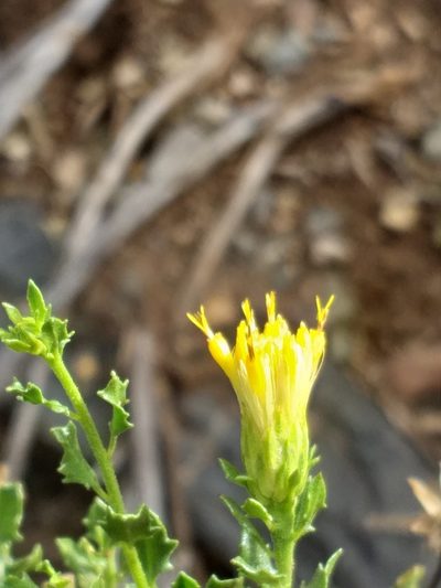 Pegolettia baccharidifolia, photographed by kevin koen