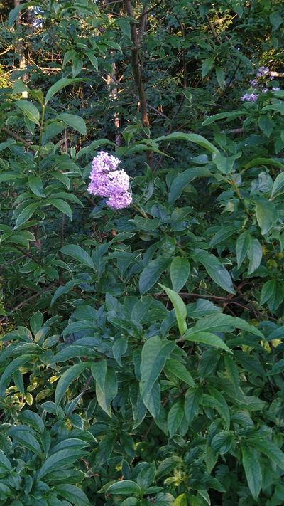 Syringa josikaea, photographed by Mikko Heikkinen