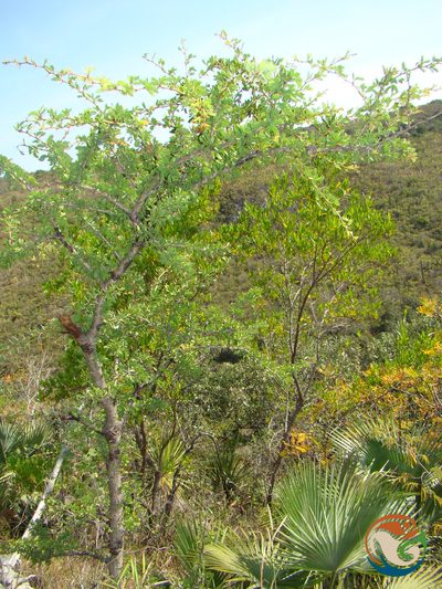 Vachellia bilimekii, photographed by Eugenio Padilla