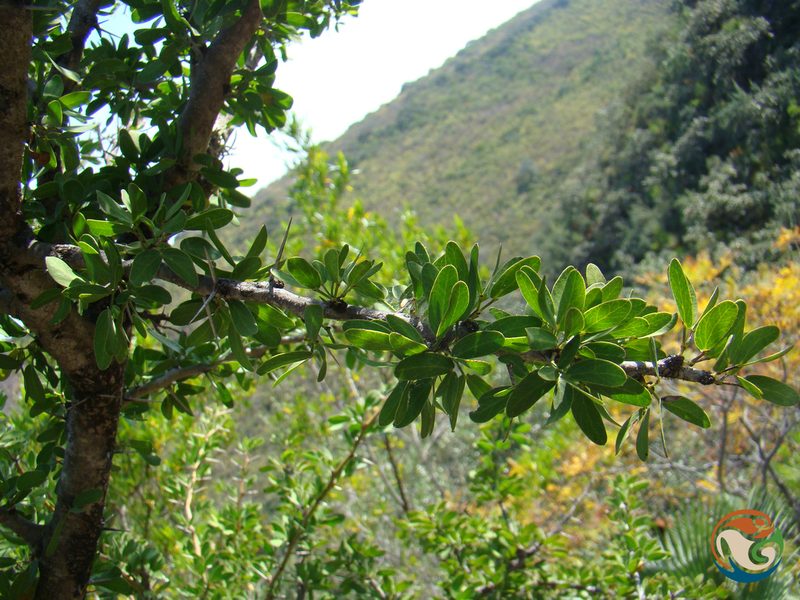Vachellia bilimekii, photographed by Eugenio Padilla