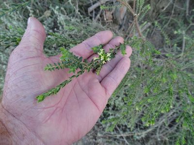 Gnidia caniflora, photographed by Shaun Swanepoel
