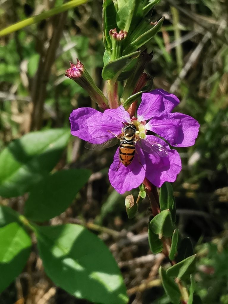 Lythrum vulneraria, photographed by Juan Carlos Pérez Magaña