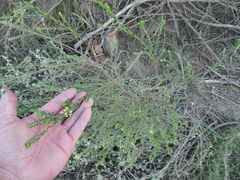 Gnidia caniflora, photographed by Shaun Swanepoel