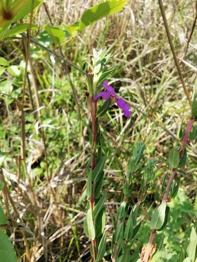 Lythrum vulneraria, photographed by Juan Carlos Pérez Magaña