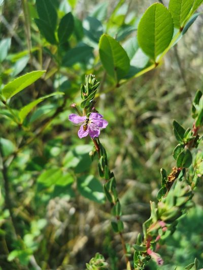 Lythrum vulneraria, photographed by Juan Carlos Pérez Magaña