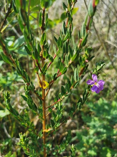 Lythrum vulneraria, photographed by Juan Carlos Pérez Magaña