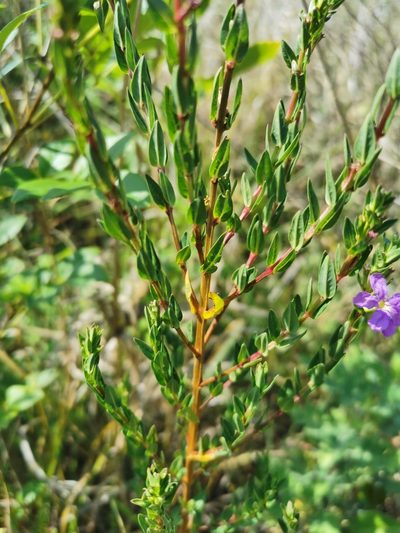 Lythrum vulneraria, photographed by Juan Carlos Pérez Magaña