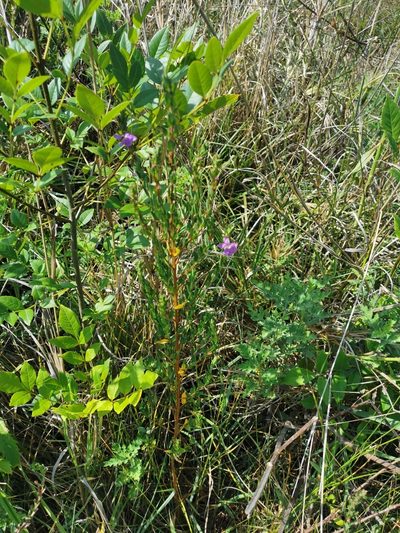 Lythrum vulneraria, photographed by Juan Carlos Pérez Magaña