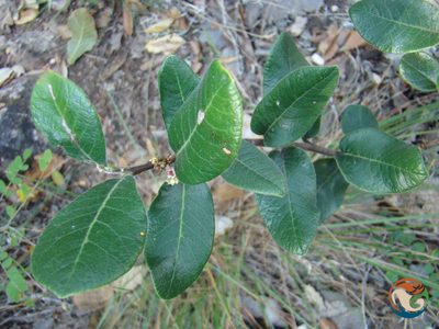 Rhus standleyi, photographed by Eugenio Padilla
