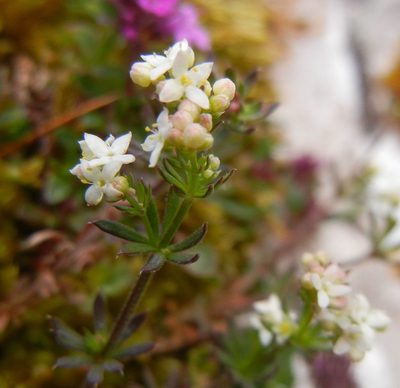 Galium sterneri, photographed by Jon Mortin