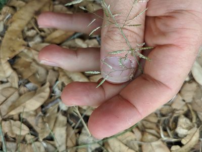 Eragrostis barrelieri, photographed by Cleveland Powell