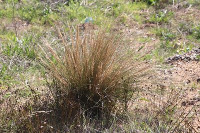 Tenaxia stricta, photographed by Tony Rebelo