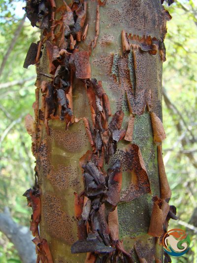 Bursera morelensis, photographed by Eugenio Padilla