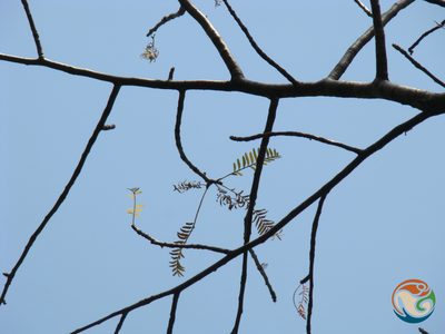 Bursera morelensis, photographed by Eugenio Padilla