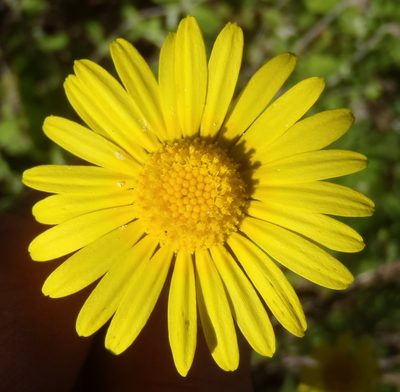 Ursinia serrata, photographed by Nicola van Berkel