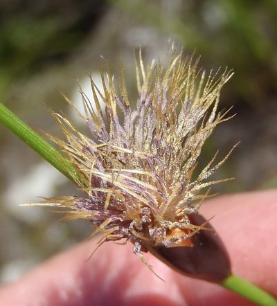 Chrysitrix capensis, photographed by Nicola van Berkel