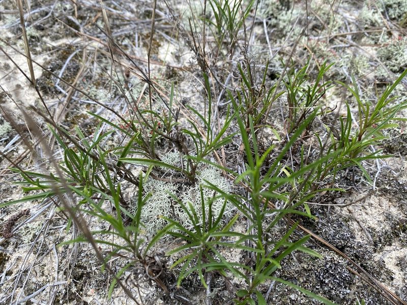 Pityopsis pinifolia, photographed by Alan Weakley