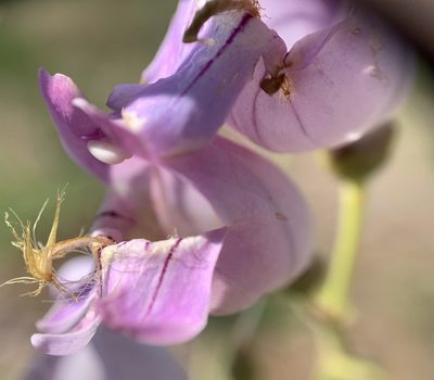 Penstemon palmeri, photographed by mark-groeneveld