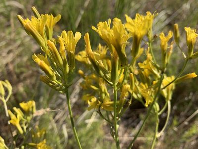 Crepis acuminata, photographed by mark-groeneveld