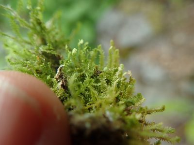 Diplophyllum taxifolium, photographed by Randal