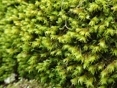 Frisvollia varia, photographed by Randal