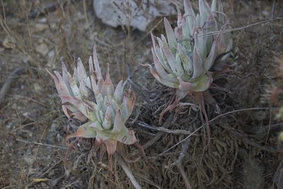 Dudleya virens, photographed by Diego Blanco