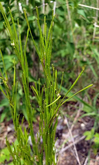 Arabis pycnocarpa, photographed by aarongunnar