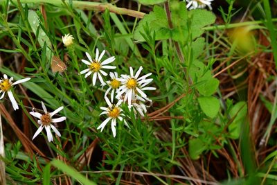 Symphyotrichum bullatum, photographed by Neptalí Ramírez Marcial