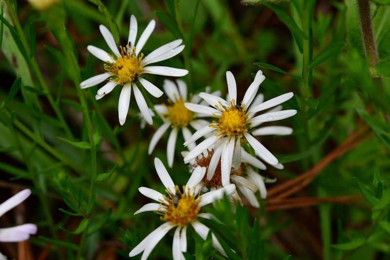 Symphyotrichum bullatum, photographed by Neptalí Ramírez Marcial