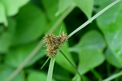 Cyperus manimae, photographed by Neptalí Ramírez Marcial